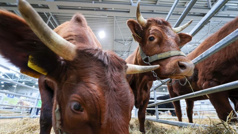 Unbekanntes Orthobunyavirus bei Rindern in Süddeutschland – Ausbreitung und Risiken noch nicht vollständig einschätzbar