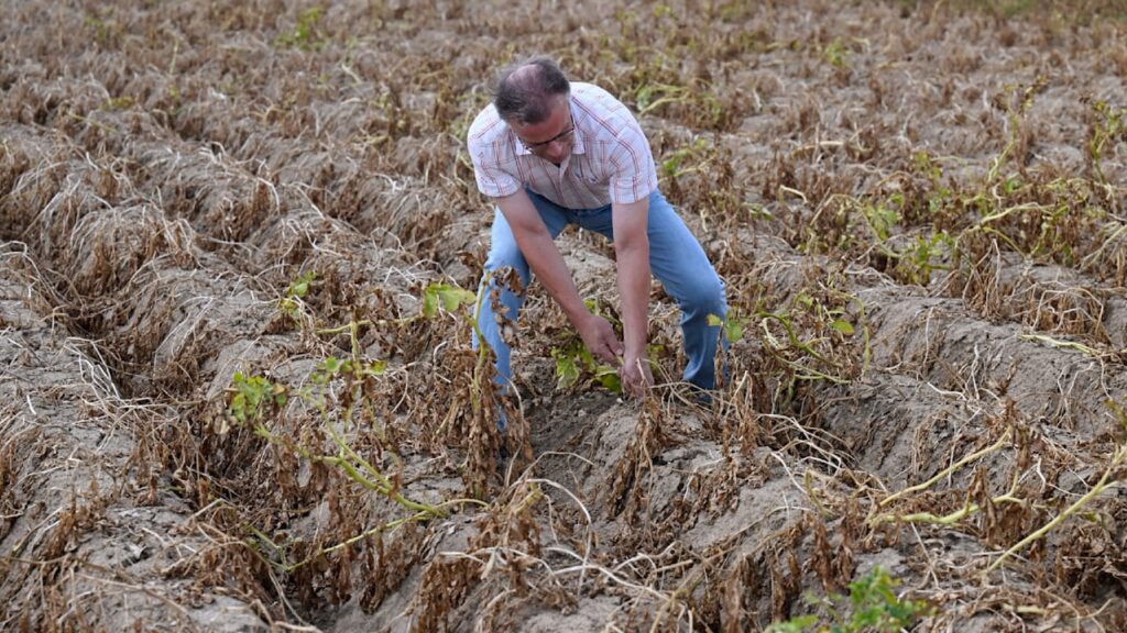 Ernteausfälle durch Trockenheit: Was die Lage der deutschen Landwirtschaft wirklich bedeutet